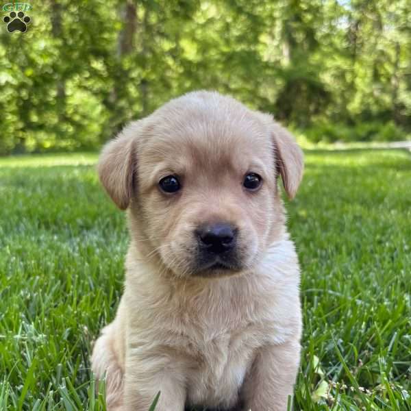 Taylor, Yellow Labrador Retriever Puppy